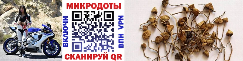 Псилоцибиновые грибы мицелий  Купить  Находка 